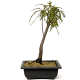Bald Cypress - D250