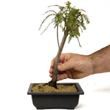 Bald Cypress - D250