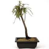 Bald Cypress - D250