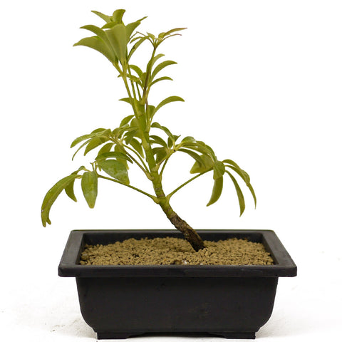 Dwarf Umbrella Tree aka Aboricola Schefflera Bonsai D251