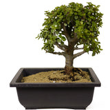 Mini Jade Bonsai D252