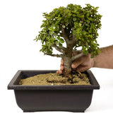 Mini Jade Bonsai D252