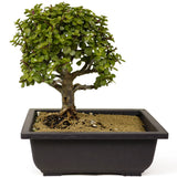 Mini Jade Bonsai D252
