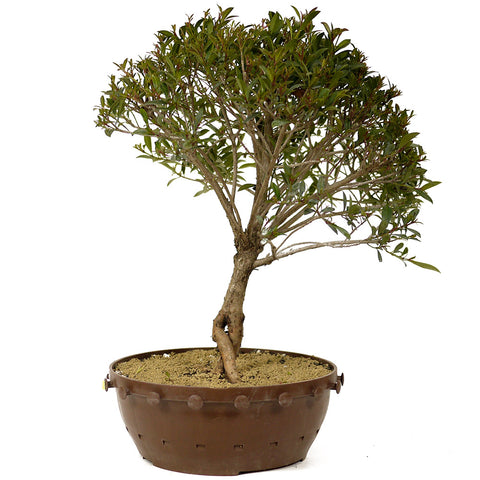 Dwarf Brush Cherry D253
