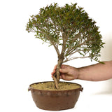 Dwarf Brush Cherry D253