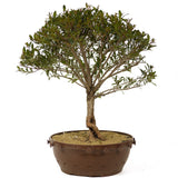 Dwarf Brush Cherry D253