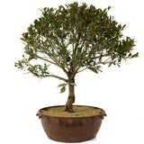 Dwarf Brush Cherry D253
