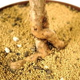 Dwarf Brush Cherry D253