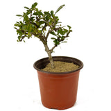 Fukien Tea Pre-Bonsai D254