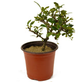 Fukien Tea Pre-Bonsai D254