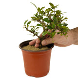Fukien Tea Pre-Bonsai D254