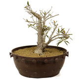 Ficus Neriifolia Stump D257