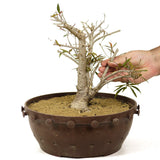 Ficus Neriifolia Stump D257