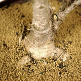 Ficus Neriifolia Stump D257
