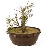 Ficus Neriifolia Stump D257