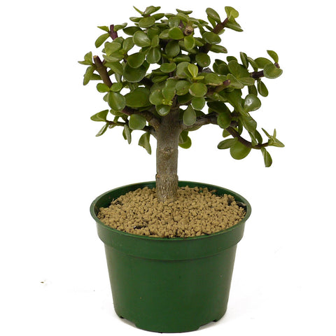 Mini Jade D259