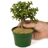 Mini Jade D259
