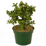 Mini Jade D259