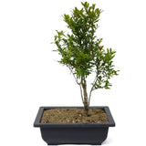 Dwarf Pomegranate D26
