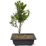 Dwarf Pomegranate D26
