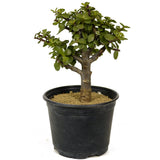 Mini Jade D260