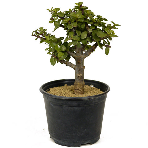 Mini Jade D260