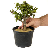 Mini Jade D260