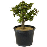 Mini Jade D260