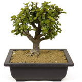Mini Jade D261