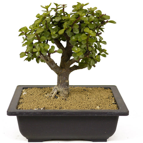 Mini Jade D261