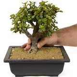 Mini Jade D261