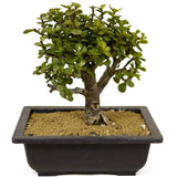 Mini Jade D261