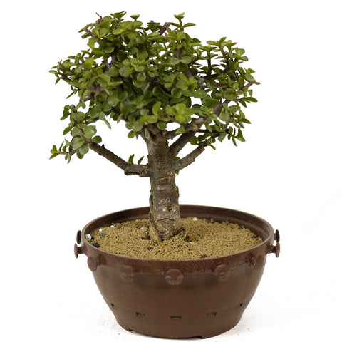 Mini Jade D262