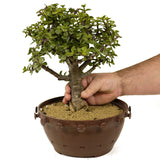 Mini Jade D262