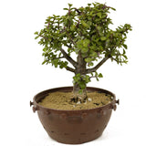 Mini Jade D262
