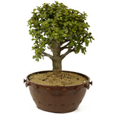 Mini Jade D263