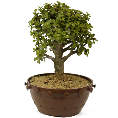 Mini Jade D263
