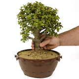 Mini Jade D263