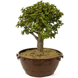 Mini Jade D263