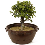Mini Jade D264