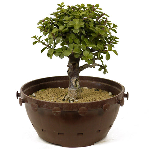 Mini Jade D264