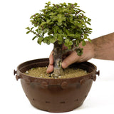 Mini Jade D264