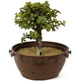 Mini Jade D264