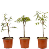 Bald Cypress Set of Three - D265
