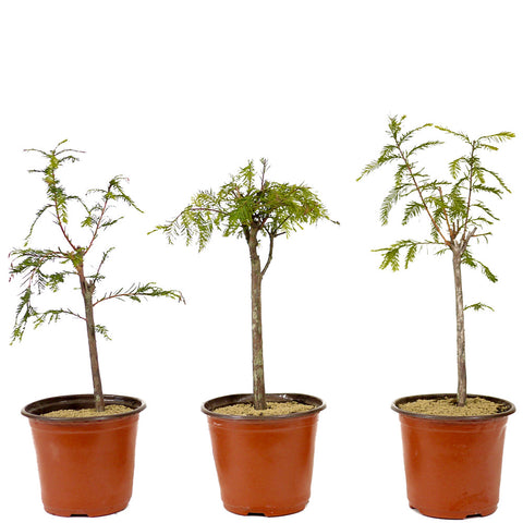 Bald Cypress Set of Three - D265