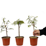 Bald Cypress Set of Three - D265