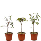Bald Cypress Set of Three - D265