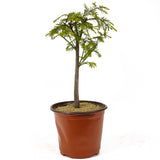 Bald Cypress - D267