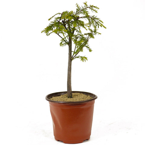 Bald Cypress - D267