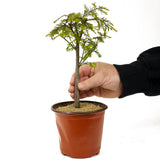 Bald Cypress - D267